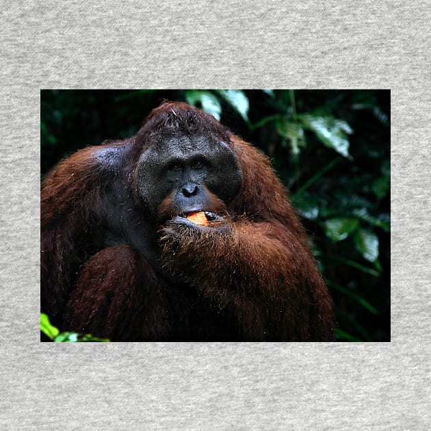 "George" Large male Orangutan, Borneo by Carole-Anne